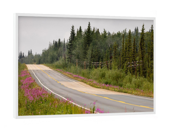 Poster mit weißem Rahmen "Der Alaska Highway" artboxONE - Natur,Reise - Kanada,Alaska,Yukon,Landschaft,Natur,Wildnis,Weidenröschen,Blumen,Sommer,Wald
