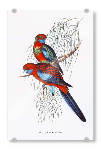 Acrylglasbild "Wimpelsittich" artboxONE - Natur,Reise,Für Kinder,Tiere