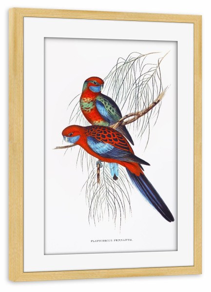 Poster mit Rahmen kiefer "Wimpelsittich" artboxONE - Natur,Reise,Für Kinder,Tiere