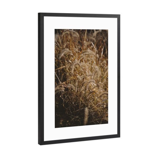 Poster mit Rahmen Schwarz (Metallic) "Gelbe getrocknete Gräser" artboxONE - Natur,Floral - Gelbe,Getrocknete,Gräser,Natur