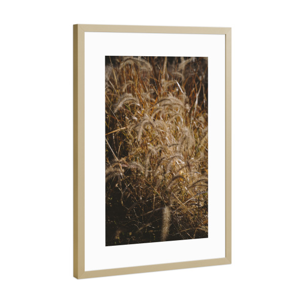 Poster mit Rahmen Gold "Gelbe getrocknete Gräser" artboxONE - Natur,Floral - Gelbe,Getrocknete,Gräser,Natur
