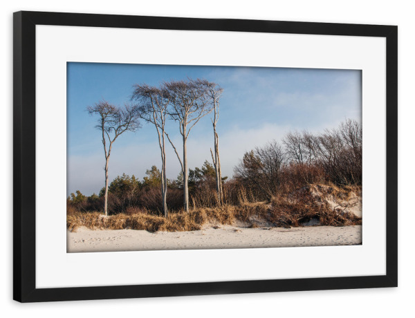 Poster mit Rahmen schwarz "Windschiefe Bäume Darß" artboxONE - Natur,Reise,Reise / Strand und Meer,Buchstaben / D,Buchstaben / W