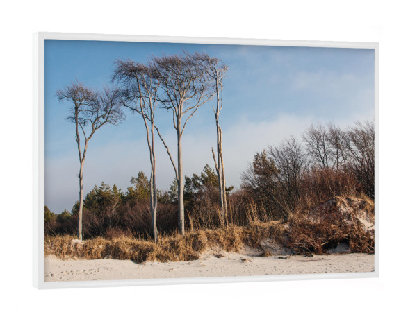 Poster mit weißem Rahmen "Windschiefe Bäume Darß" artboxONE - Natur,Reise,Reise / Strand und Meer,Buchstaben / D,Buchstaben / W