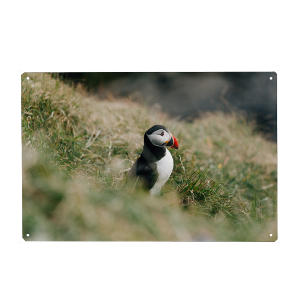 Holzbild "Papageientaucher" artboxONE - Natur,Reise,Tiere,Reise / Länder