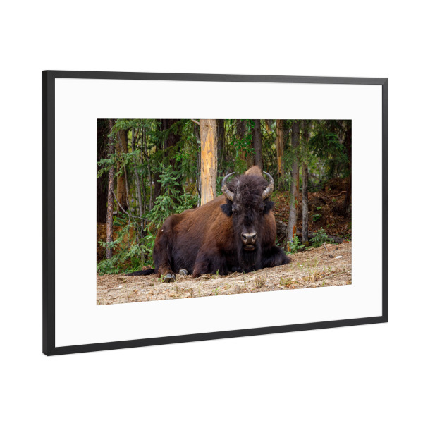 Poster mit Rahmen Schwarz (Metallic) "Bison in der Wildnis" artboxONE - Natur,Tiere