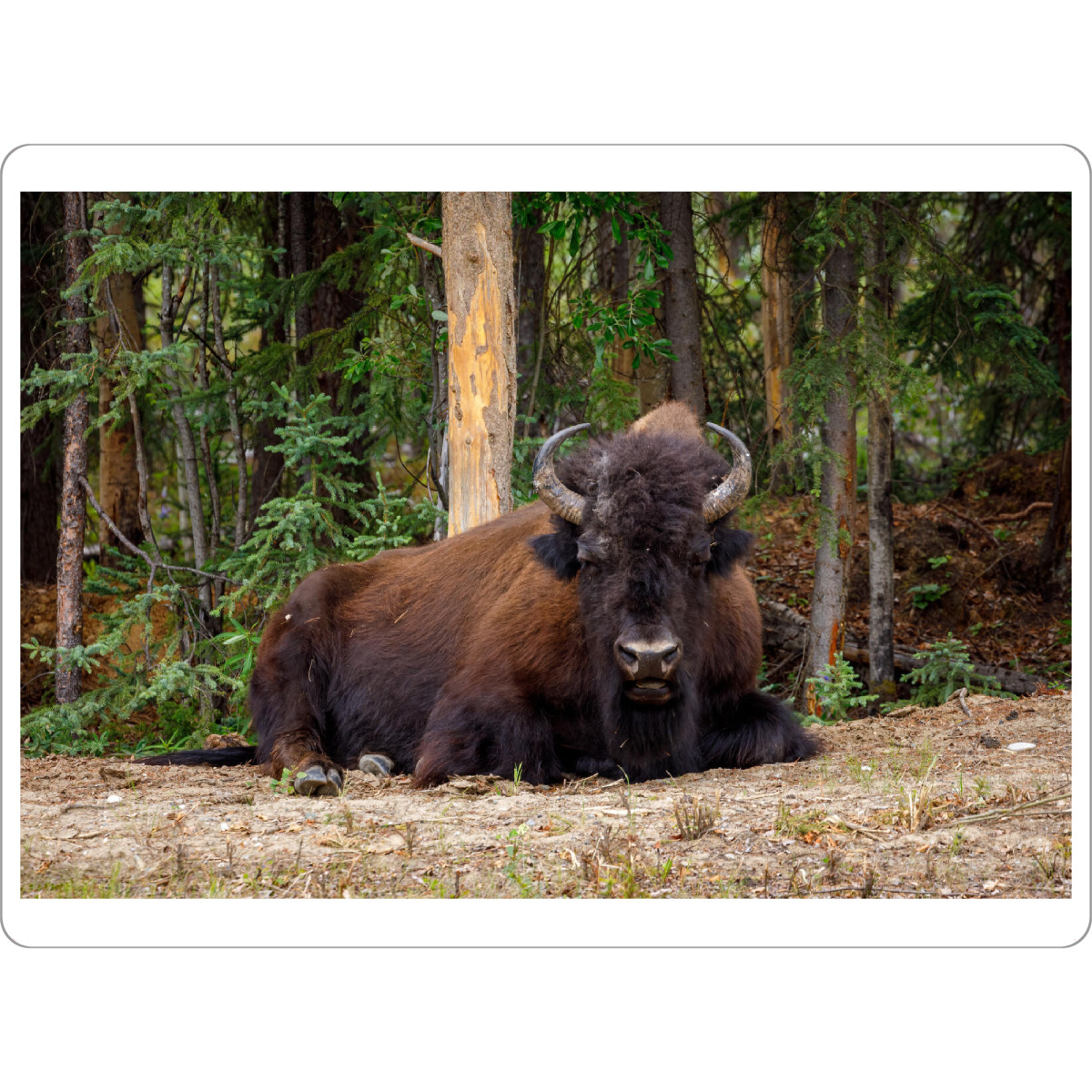 Tischset "Bison in der Wildnis" artboxONE - Natur,Tiere - Bison,Wisent,Büffel,Kanada,Alaska,Yukon,Alaska highway,Wildnis,Wildlife - Bild bison