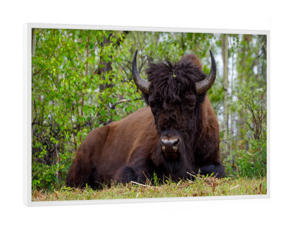 Poster mit weißem Rahmen "Wilder Bison" artboxONE - Natur,Tiere - Bison,Wisent,Büffel,Kanada,Alaska,Yukon,Alaska highway,Wildnis,Wildlife