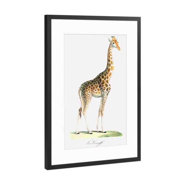 Poster mit Rahmen Schwarz (Metallic) "Die Giraffe" artboxONE - Natur,Für Kinder,Tiere,Reise / Afrika