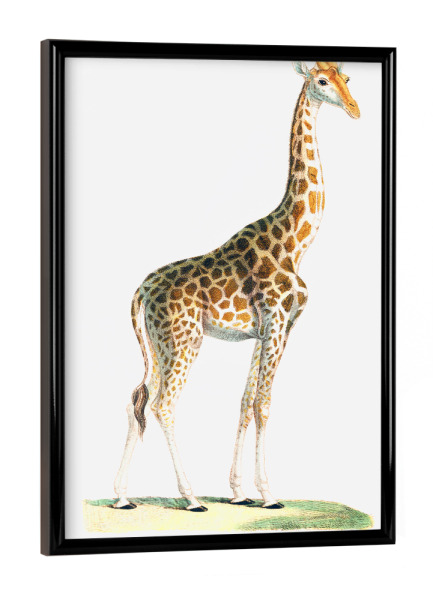 Poster mit schwarzem Rahmen "Die Giraffe" artboxONE - Natur,Für Kinder,Tiere,Reise / Afrika