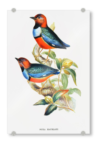 Acrylglasbild "Macklots Pitta" artboxONE - Natur,Reise,Für Kinder,Tiere,Reise / Länder