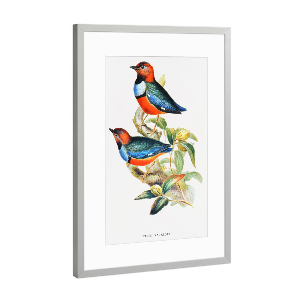 Poster mit Rahmen Silber "Macklots Pitta" artboxONE - Natur,Reise,Für Kinder,Tiere,Reise / Länder