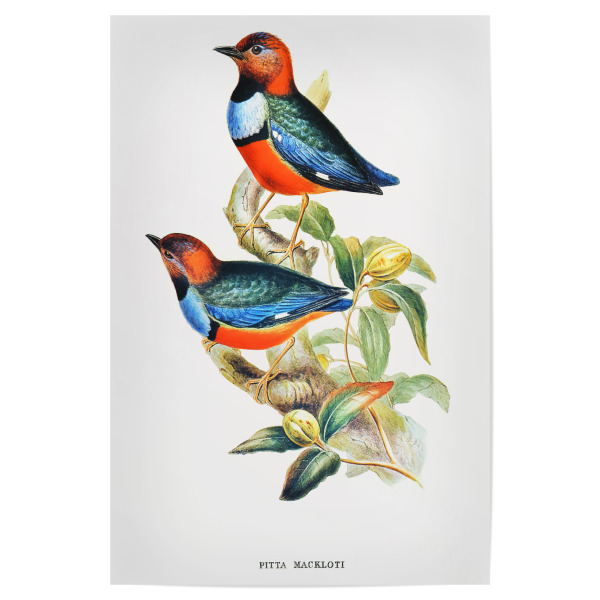 Poster "Macklots Pitta" artboxONE - Natur,Reise,Für Kinder,Tiere,Reise / Länder