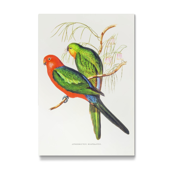 Galerie-Print "König Lory" 30x20 cm artboxONE