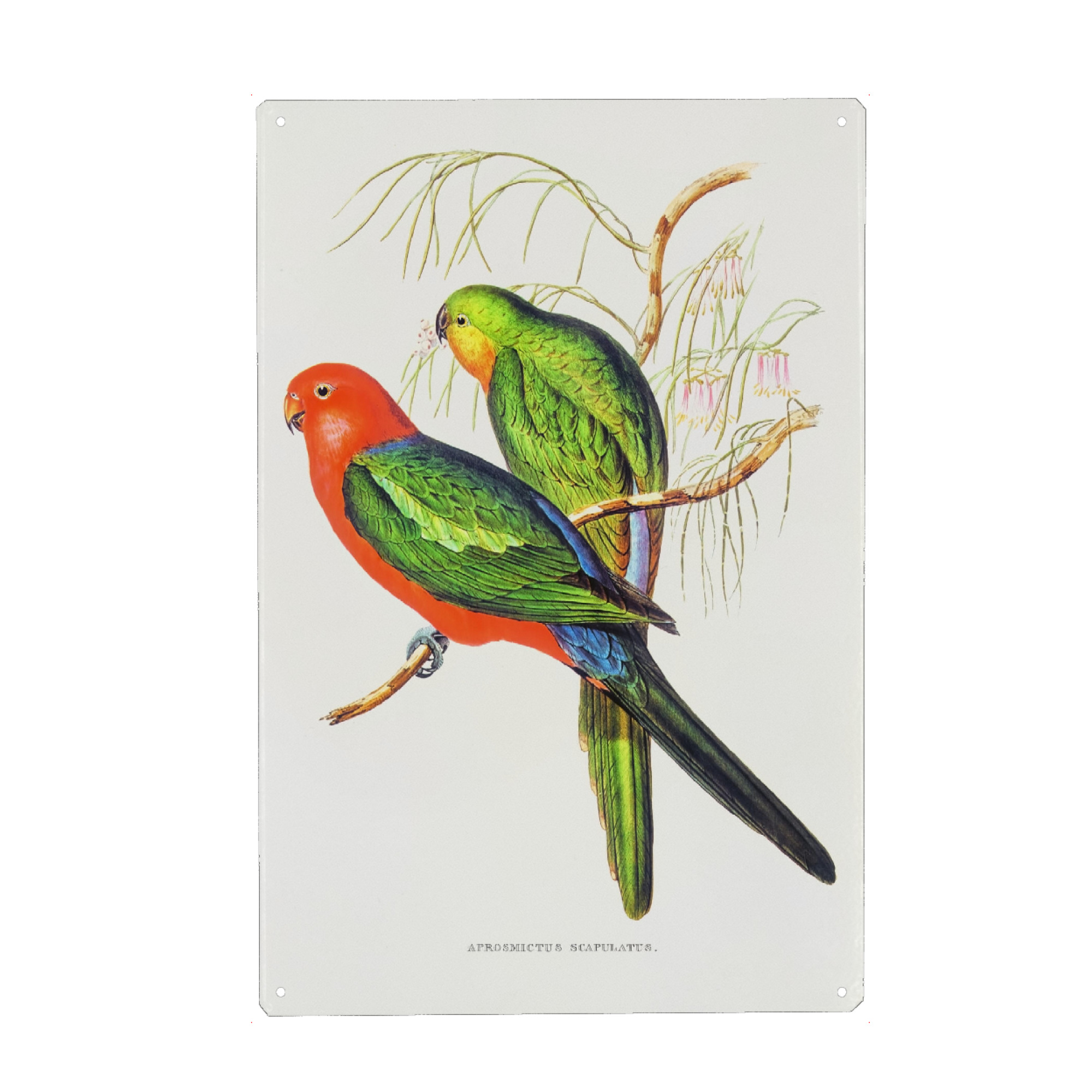 Metall Poster "König Lory" artboxONE - Natur,Reise,Für Kinder,Tiere,Reise / Länder