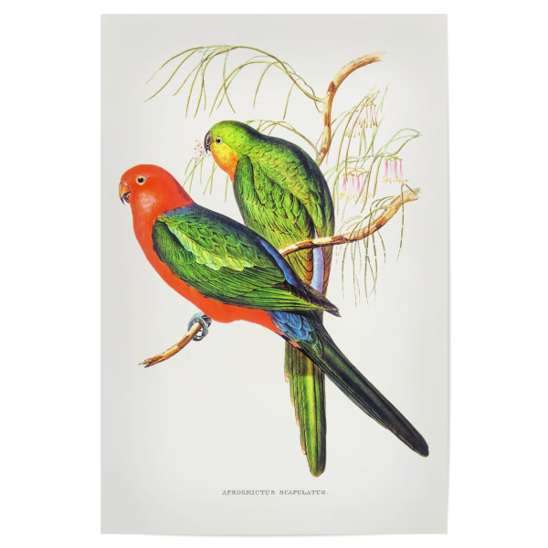Poster "König Lory" artboxONE - Natur,Reise,Für Kinder,Tiere,Reise / Länder