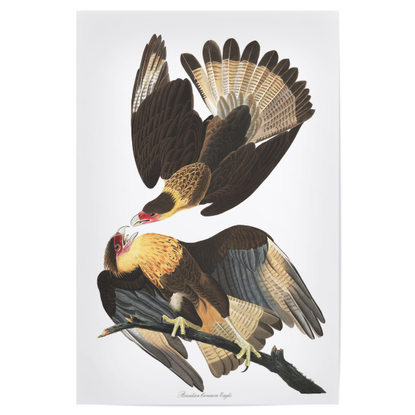 Poster "Brasilianischer Karakara-Adler" artboxONE - Natur,Reise,Für Kinder,Tiere