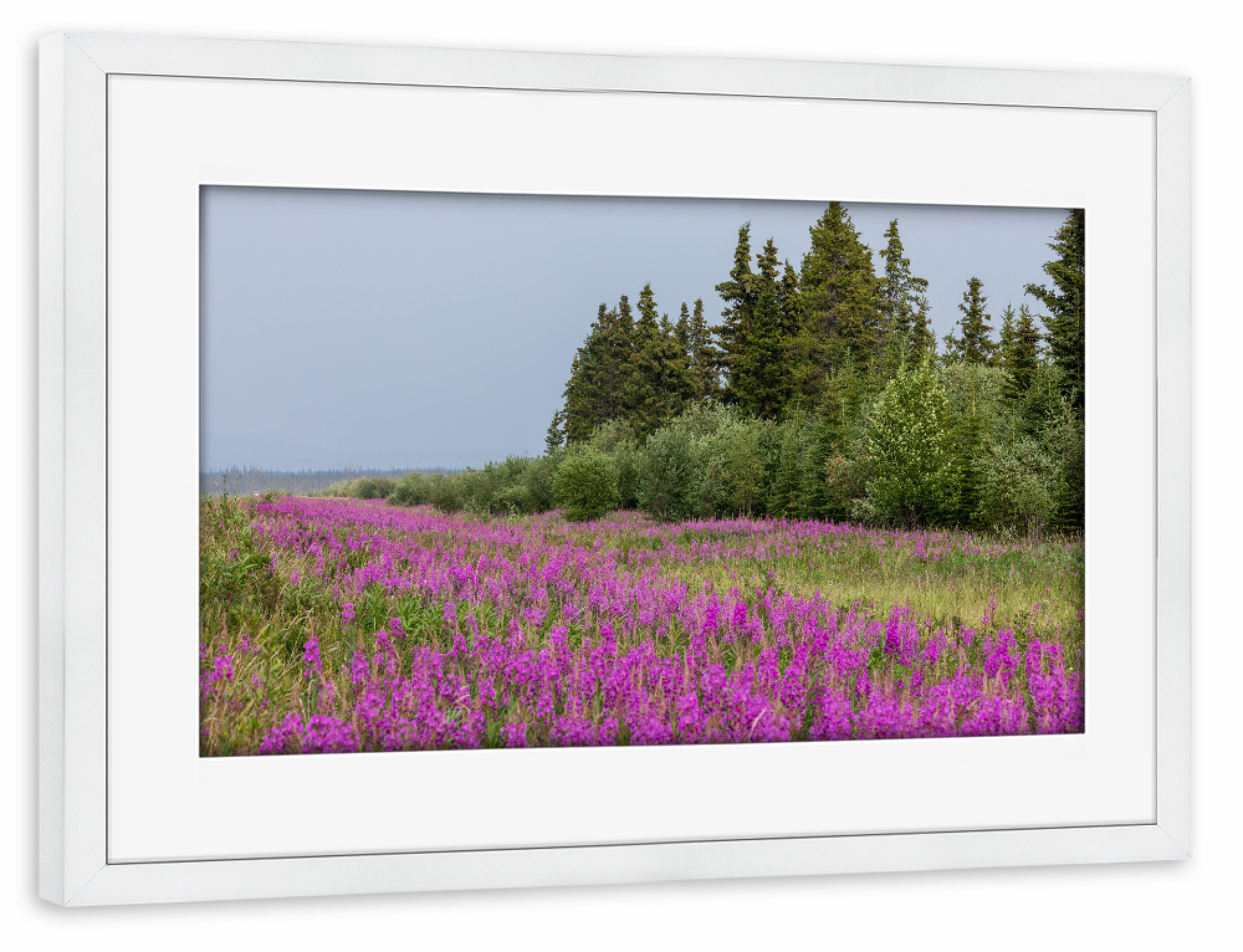 Poster mit Rahmen weiß "Wildnis in Alaska" artboxONE - Natur - Kanada,Alaska,Yukon,Landschaft,Natur,Wildnis,Weidenröschen,Blumen,Sommer,Wald