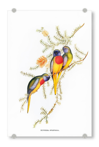 Acrylglasbild "Prächtiger Grassittich" artboxONE - Natur,Reise,Für Kinder,Tiere,Für Mama