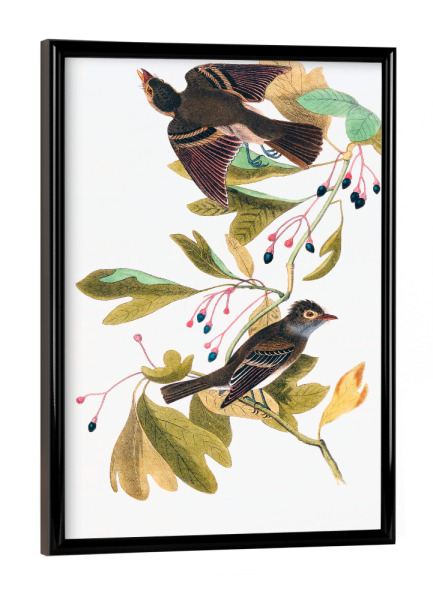 Poster mit schwarzem Rahmen "Die Vögel von Amerika" artboxONE - Natur,Reise,Für Kinder,Tiere