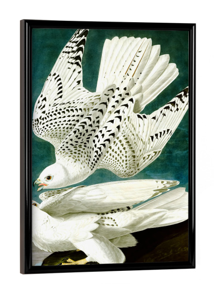 Poster mit schwarzem Rahmen "Gerfalke, Falco Rusticolus" artboxONE - Natur,Reise,Tiere