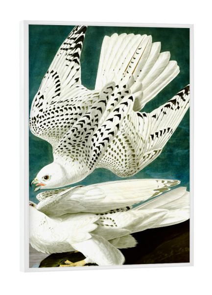 Poster mit weißem Rahmen "Gerfalke, Falco Rusticolus" artboxONE - Natur,Reise,Tiere