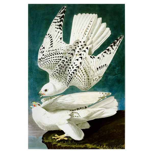 Poster "Gerfalke, Falco Rusticolus" artboxONE - Natur,Reise,Tiere