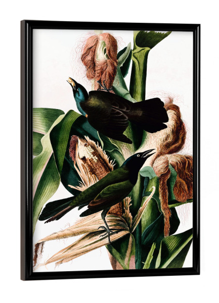 Poster mit schwarzem Rahmen "Lila Grackel" artboxONE - Natur,Reise,Tiere