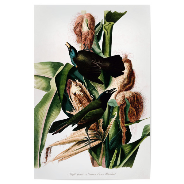 Poster "Lila Grackel" artboxONE - Natur,Reise,Tiere