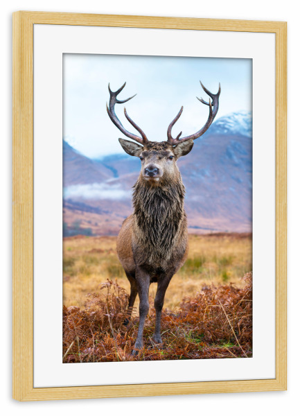 Poster mit Rahmen kiefer "Hirsch in der Natur" artboxONE - Natur,Reise,Tiere - Hirsch,Tier,Natur,Majestätisch,Berge,Landschaft,Feld