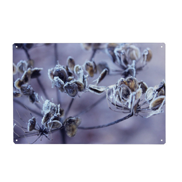 Metall Poster "Winterblumen" artboxONE - Natur,Floral - Trockenblume,Frost,Morgentau,Naturliebe,Reif,Schnee,Schneeblume,Winterblumen,Winter