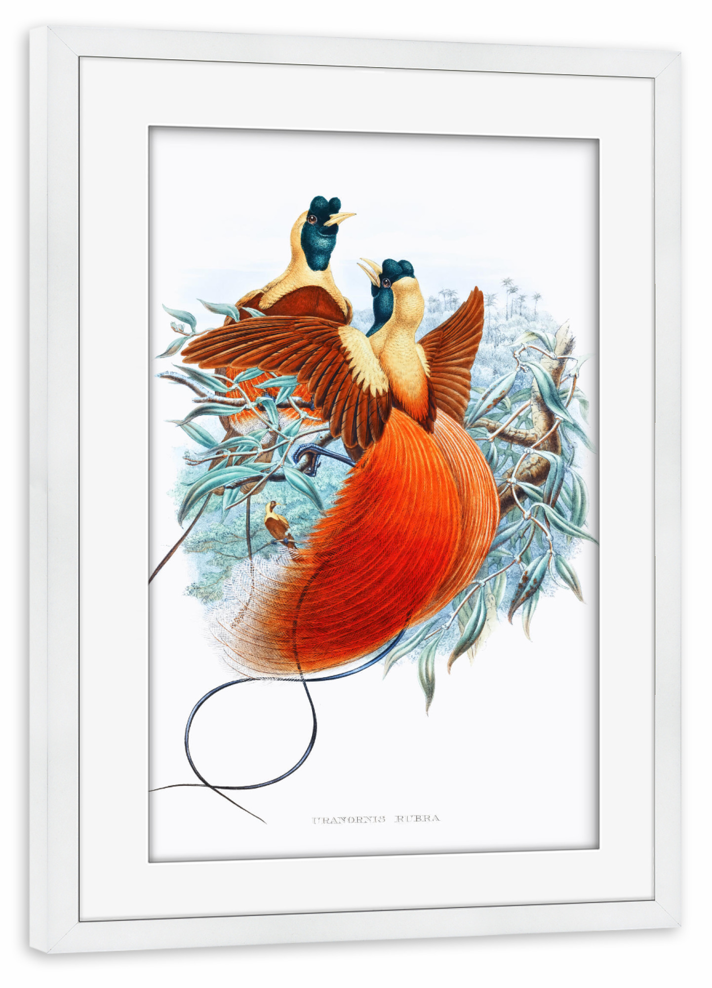 Poster mit Rahmen weiß "Loddigesia Mirabilis" artboxONE - Natur,Für Kinder,Tiere
