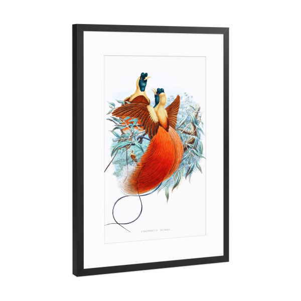 Poster mit Rahmen Schwarz (Metallic) "Loddigesia Mirabilis" artboxONE - Natur,Für Kinder,Tiere