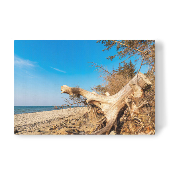 Leinwandbild "Baumstamm, Strand, Meer" artboxONE - Natur,Reise,Reise / Strand und Meer