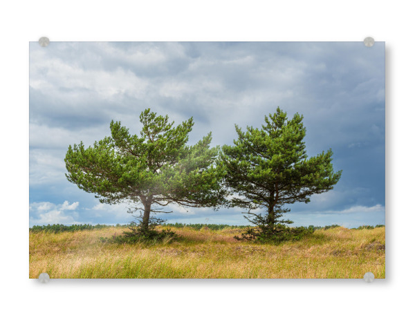 Acrylglasbild "Zwei Bäume in den Dünen" artboxONE - Natur,Reise
