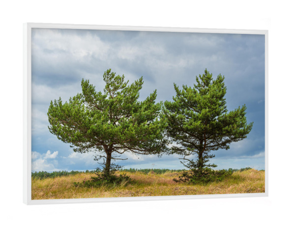 Poster mit weißem Rahmen "Zwei Bäume in den Dünen" artboxONE - Natur,Reise