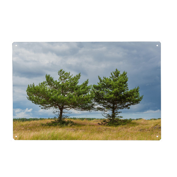 Metall Poster "Zwei Bäume in den Dünen" artboxONE - Natur,Reise