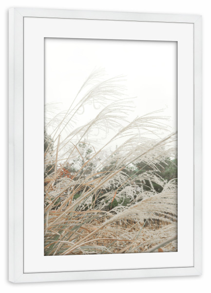 Poster mit Rahmen weiß "Pampasfeld" artboxONE - Natur,Floral,Für Mama - Pampas,Gras,Natur,Floral,Botanisch