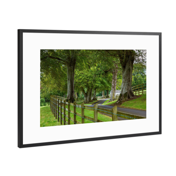 Poster mit Rahmen Schwarz (Metallic) "Baumallee" artboxONE - Natur - Wald,Irland,Allee,Baum,Baumallee,Natur,Landschaft