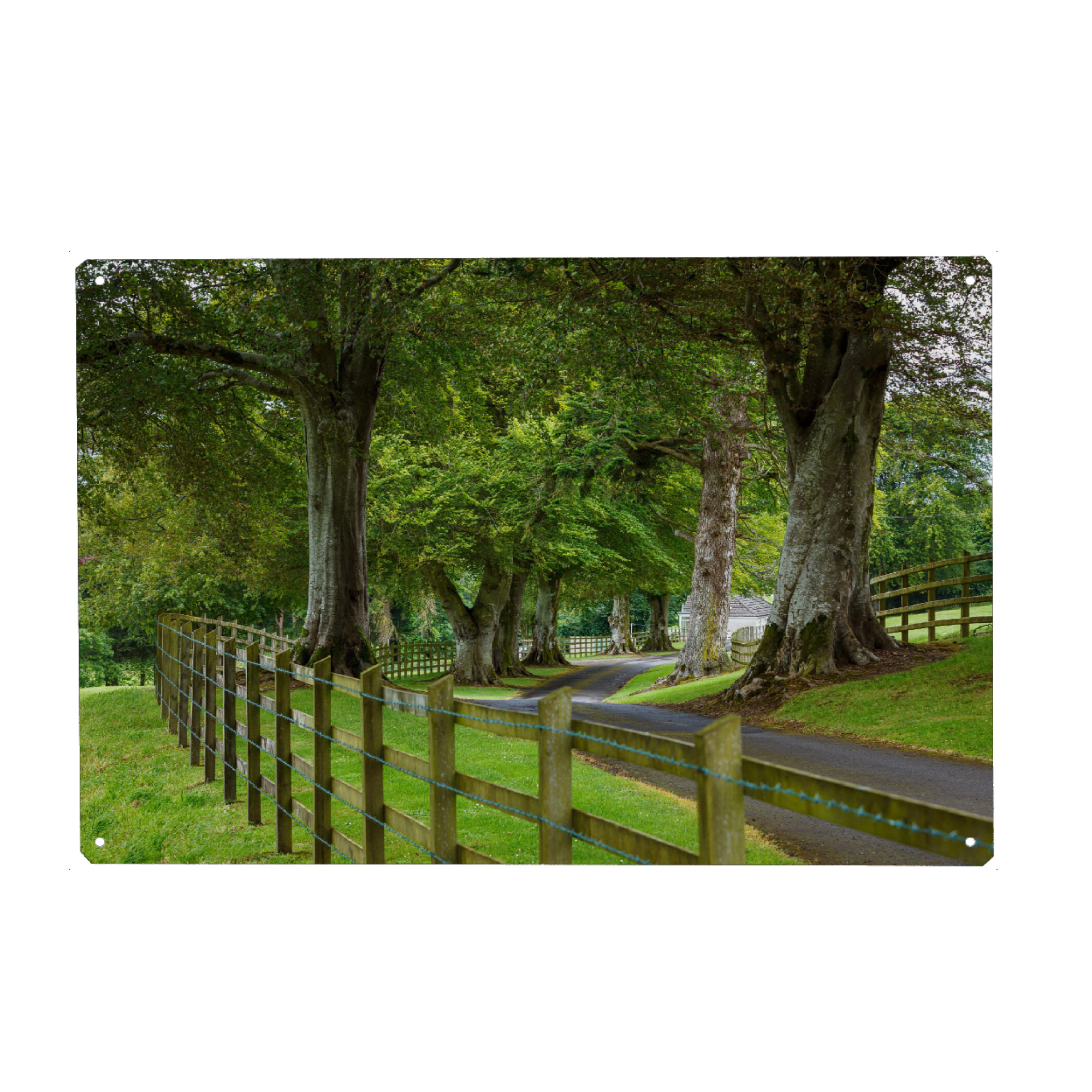 Holzbild "Baumallee" artboxONE - Natur - Wald,Irland,Allee,Baum,Baumallee,Natur,Landschaft
