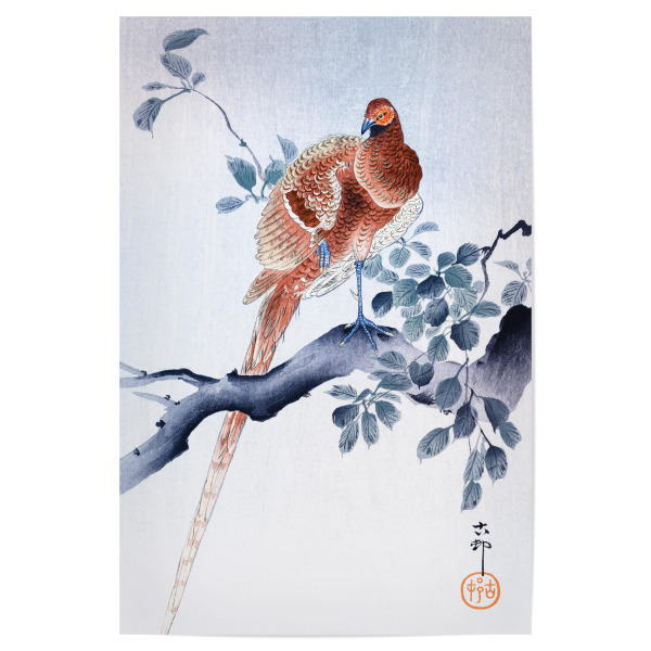 Poster 30x20 cm "Kupferfasan" artboxONE - Natur,Für Kinder,Tiere