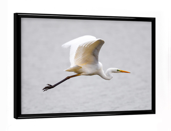 Poster mit schwarzem Rahmen "Silberreiher im flug" artboxONE - Tiere - Silberreiher,Reiher,Im flug,Fliegen,Vogel,Wildlife
