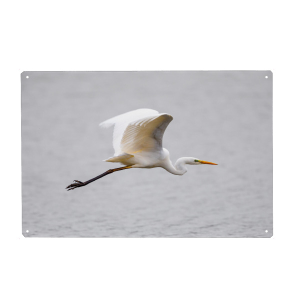 Metall Poster "Silberreiher im flug" artboxONE - Tiere - Silberreiher,Reiher,Im flug,Fliegen,Vogel,Wildlife - Blechschild