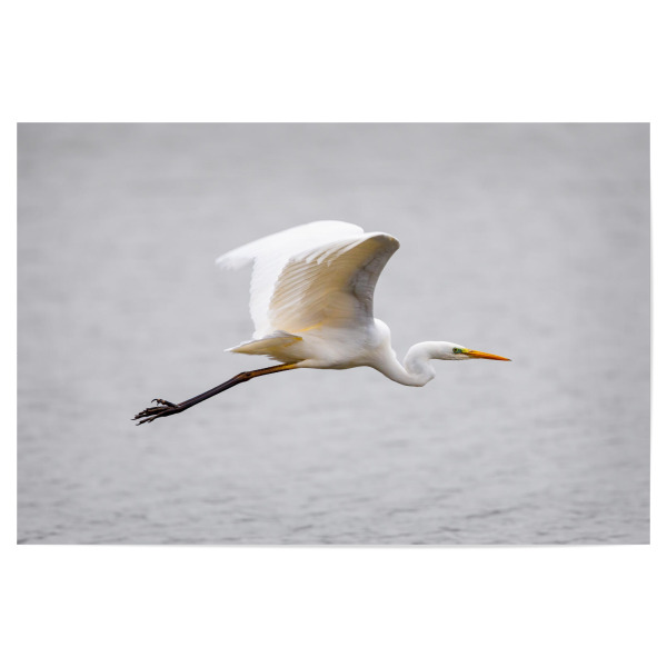 Poster "Silberreiher im flug" artboxONE - Tiere - Silberreiher,Reiher,Im flug,Fliegen,Vogel,Wildlife