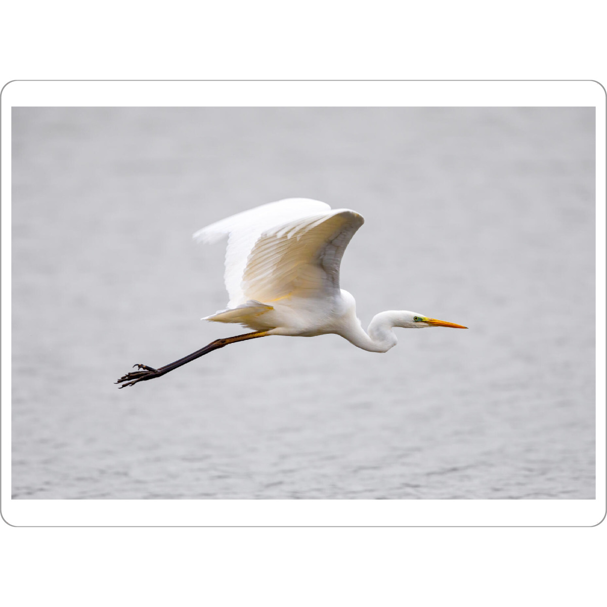 Tischset "Silberreiher im flug" artboxONE - Tiere - Silberreiher,Reiher,Im flug,Fliegen,Vogel,Wildlife - Bild silberreiher