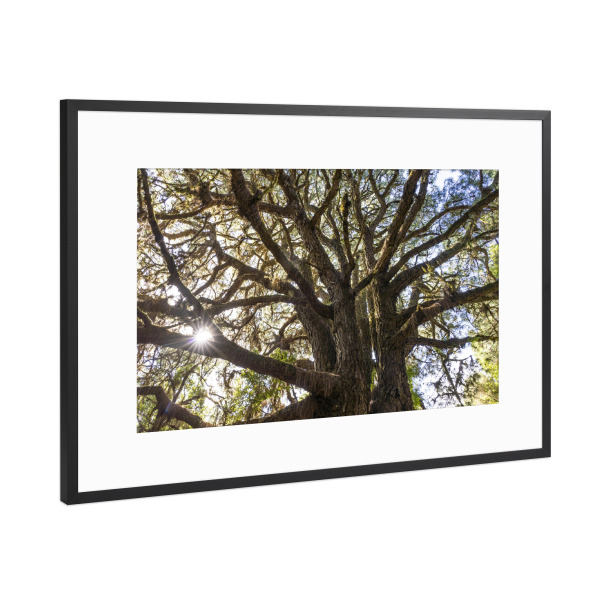 Poster mit Rahmen Schwarz (Metallic) "Lorbeerwald" artboxONE - Natur