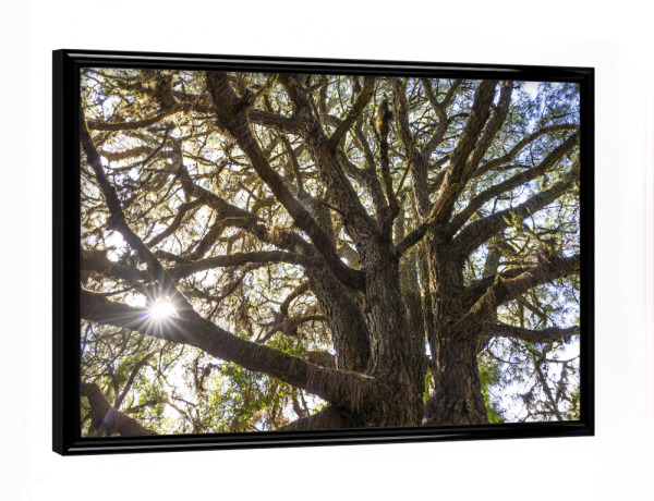 Poster mit schwarzem Rahmen "Lorbeerwald" artboxONE - Natur