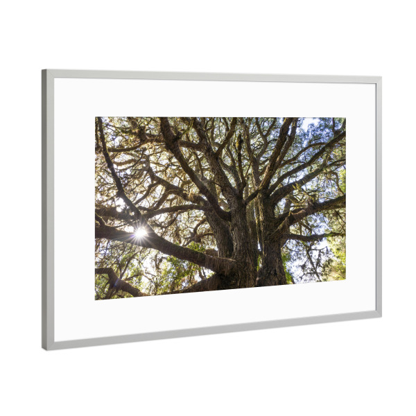 Poster mit Rahmen Silber "Lorbeerwald" artboxONE - Natur