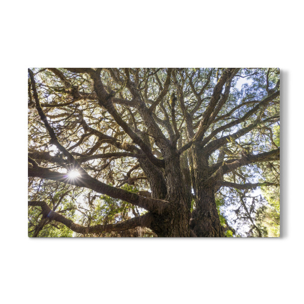 Galerie-Print "Lorbeerwald" 30x20 cm artboxONE