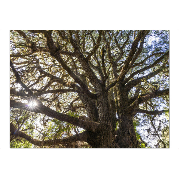 Puzzle Ravensburger "Lorbeerwald" artboxONE - Natur