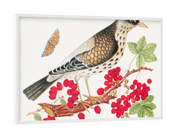 Poster mit weißem Rahmen "Brauner Vogel auf einem Ast" artboxONE - Natur,Für Kinder,Tiere,Für Mama,Für Papa